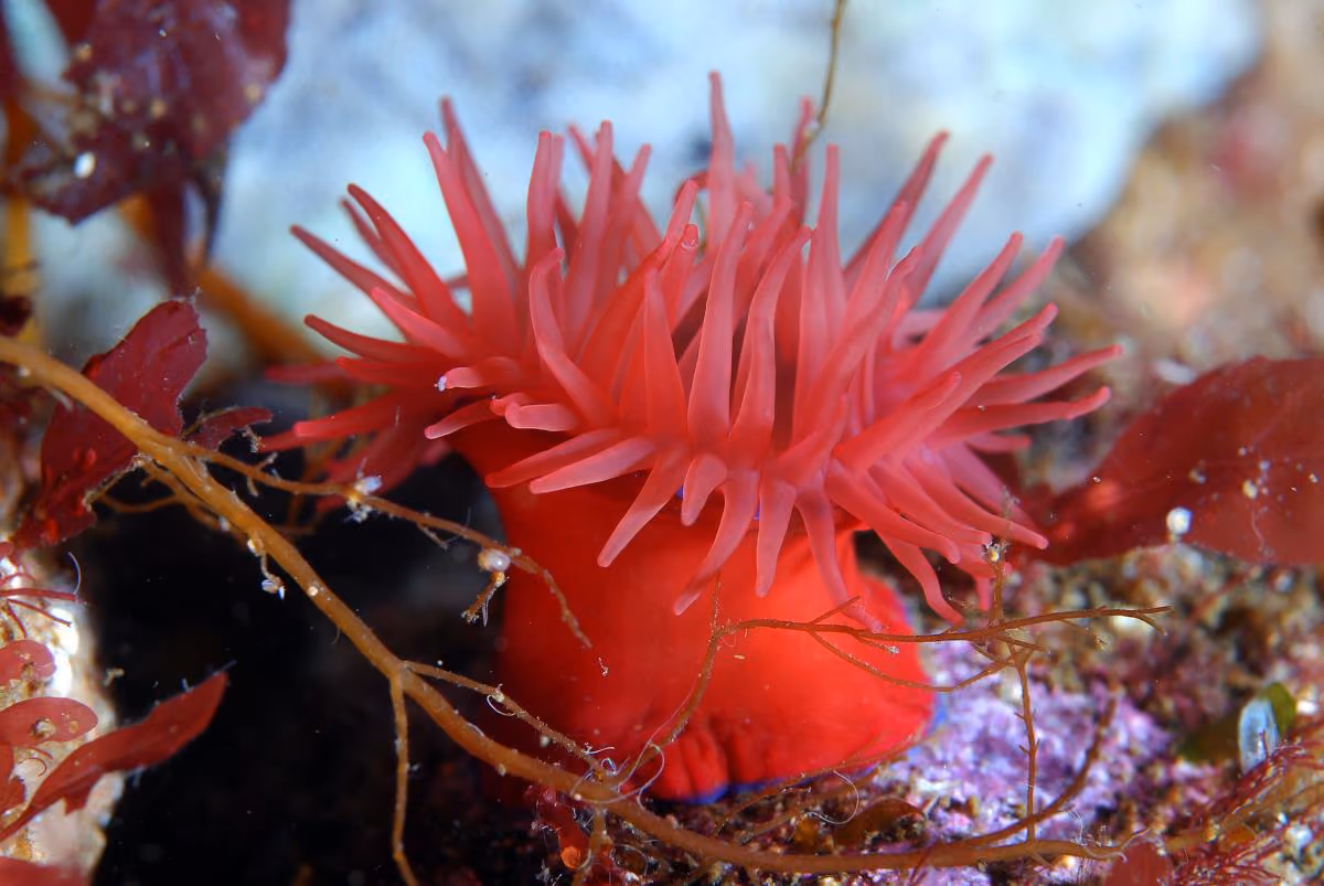 Actinia equina
