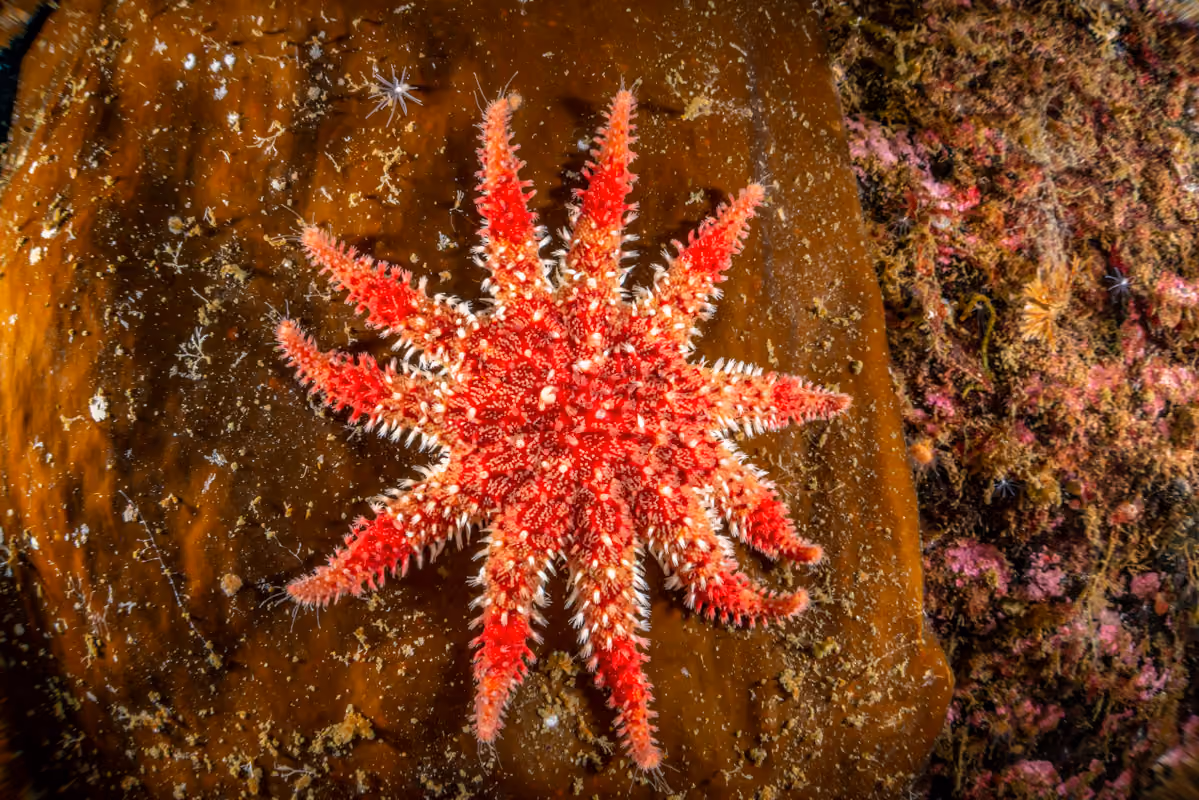estrella de rayos de sol