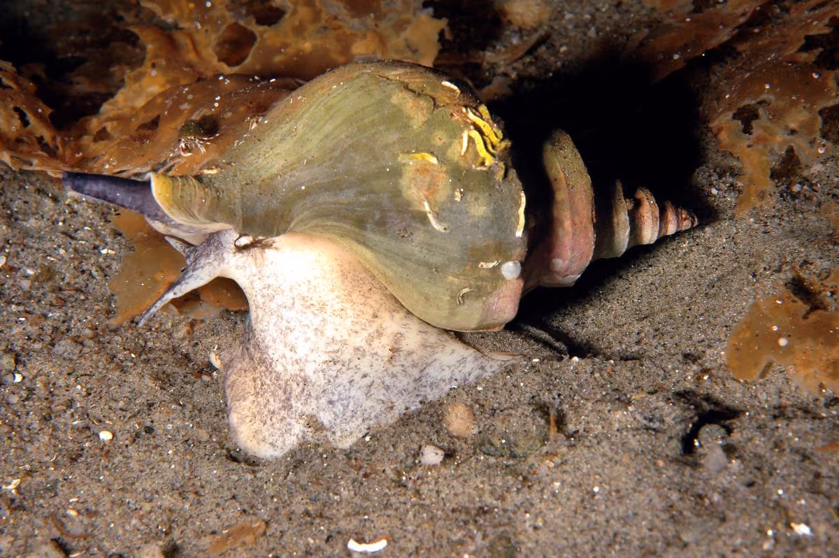 Caracol de Neptuno