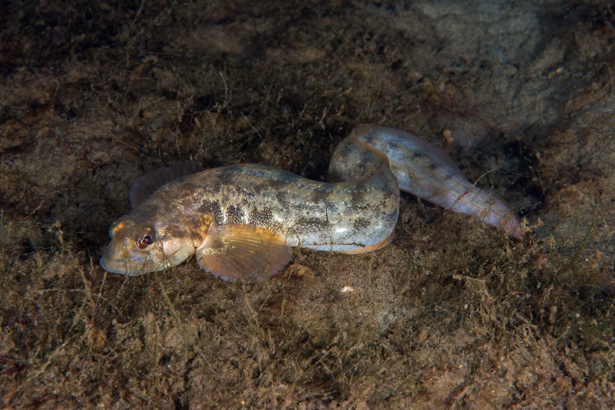 Anguila