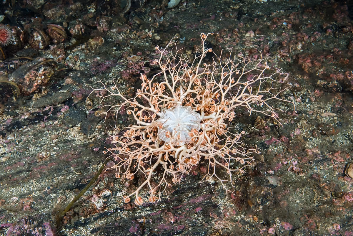 cabeza de Medusa