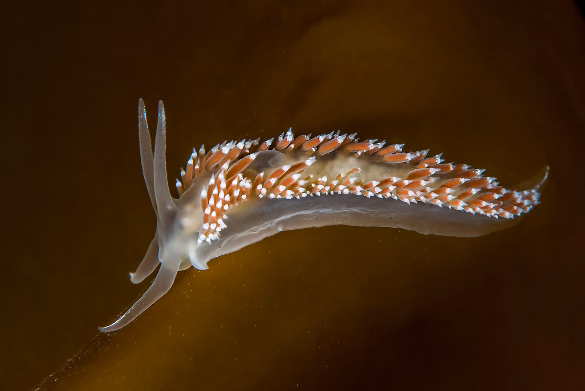 Coryphella verrucosa