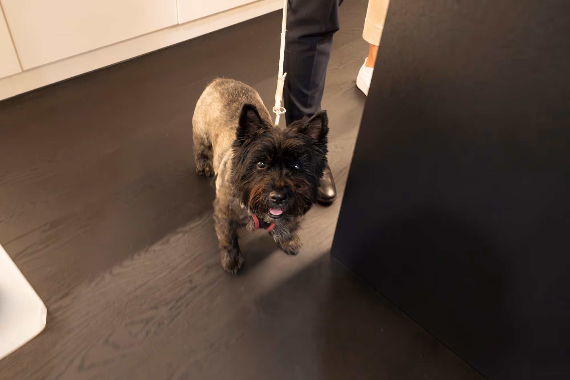 Hund der Kundin