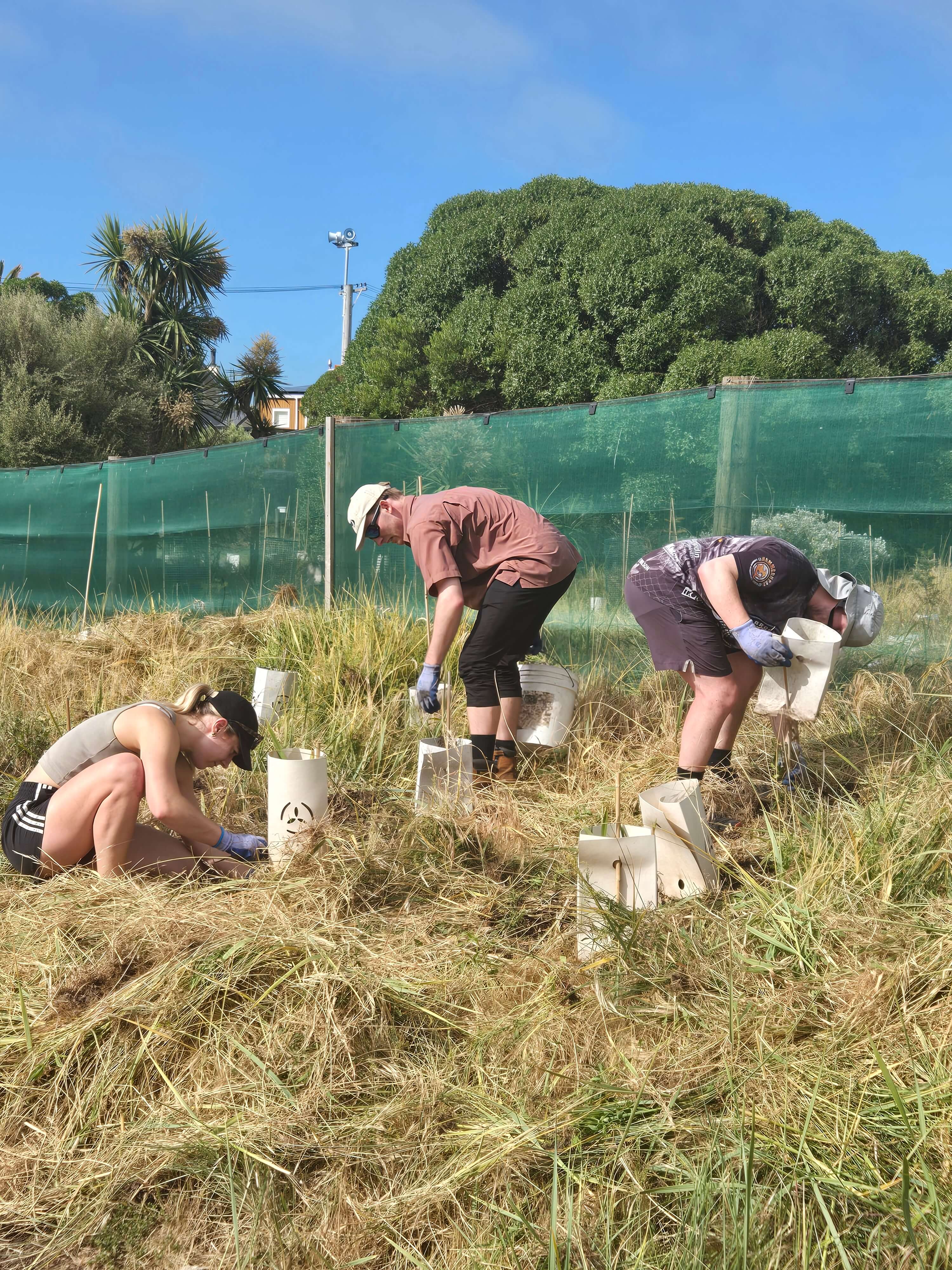 Three people working in a grassy field, planting or tending plants inside white protective tubes under a clear blue sky.