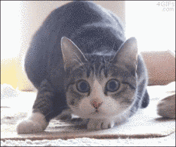 cat excited exciting shaquille oneal