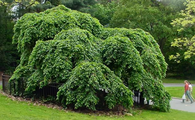 Camperdown Elm