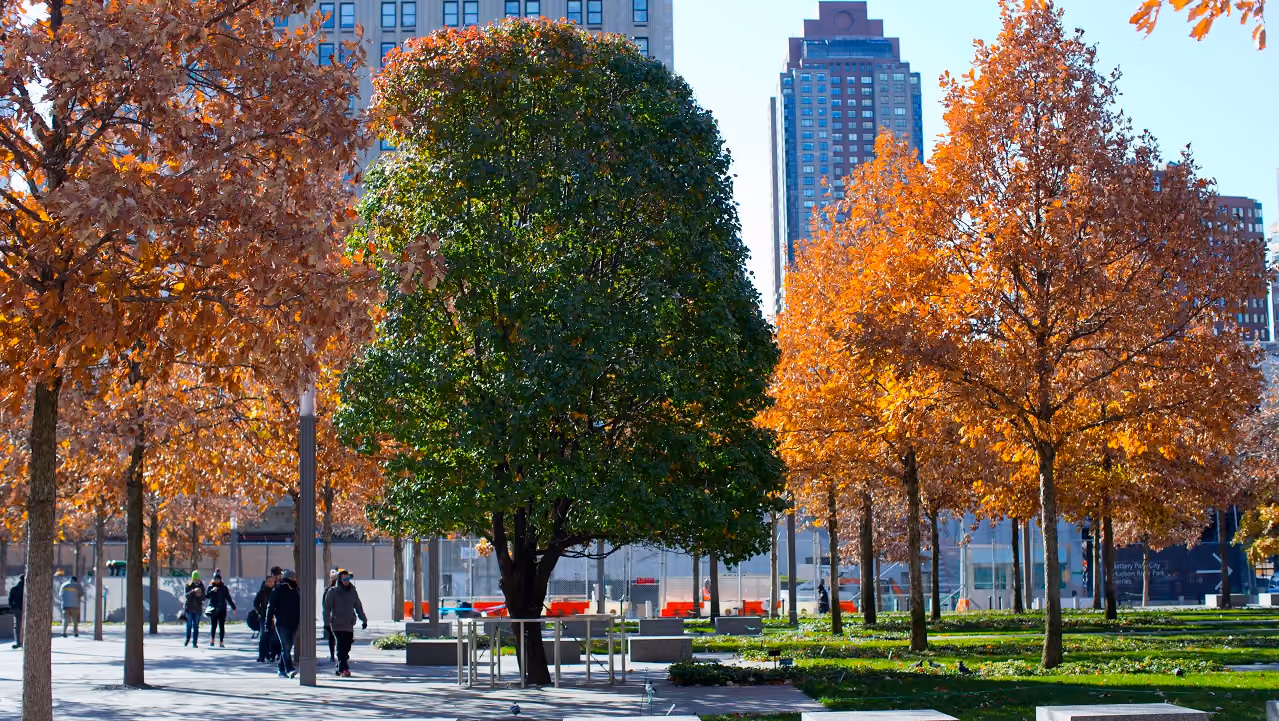 Le Survivor Tree au Mémorial du 11-Septembre