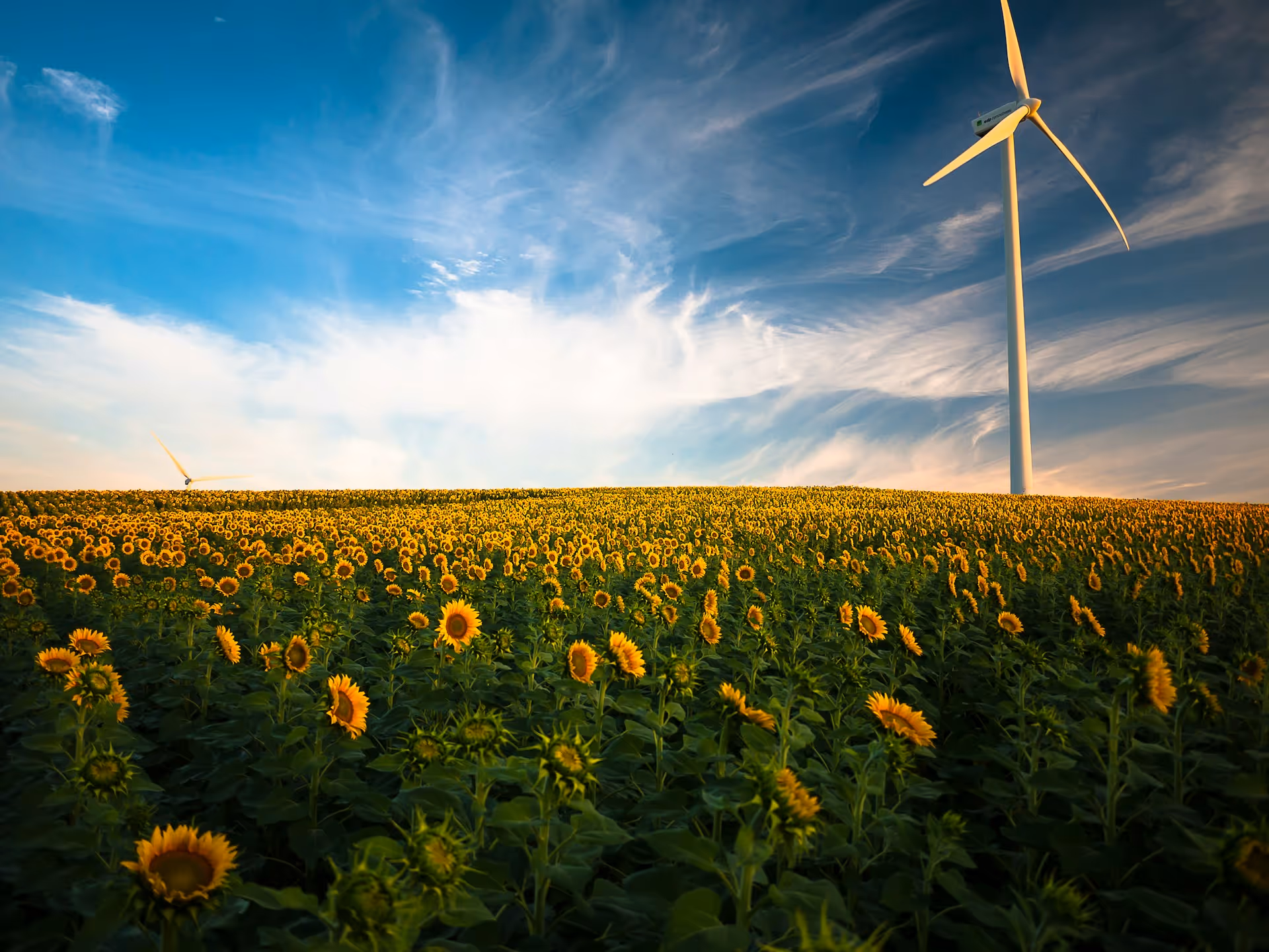 Campo di girasoli e turbine eoliche al tramonto: immagine simbolica per efficienza energetica e sostenibilità | Switch Hue