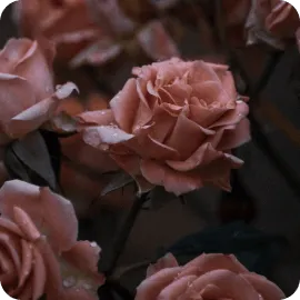 photo of flowers