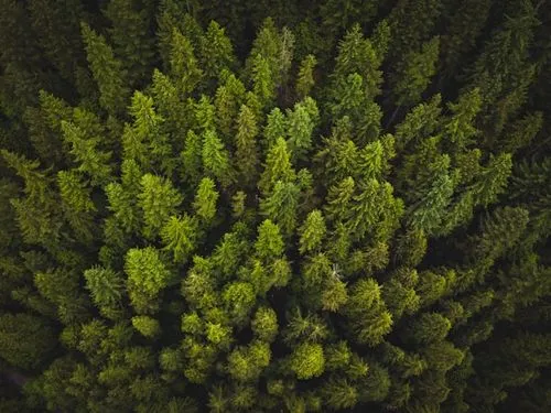 Above the trees