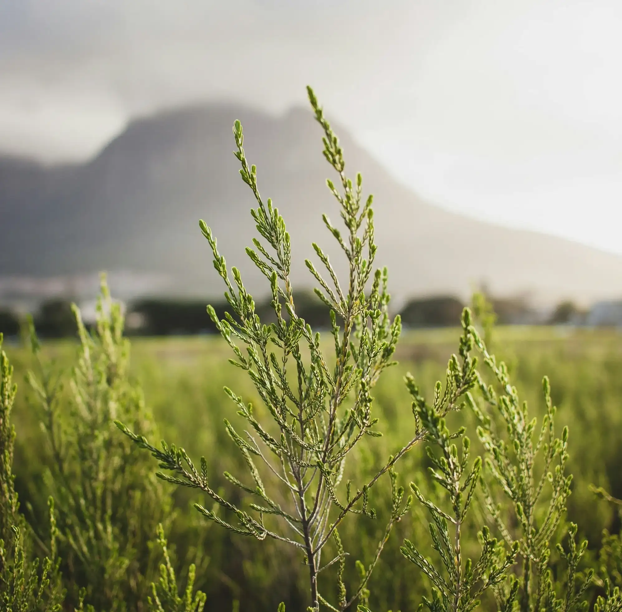 A plant in a field with a mountain in the background.
