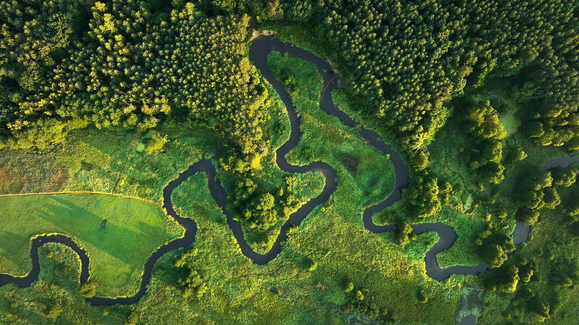 A river running through a lush green forest.