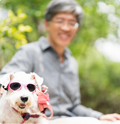Small white dog wearing pink sunglasses and a harness, with a blurred person in the background in an outdoor setting.