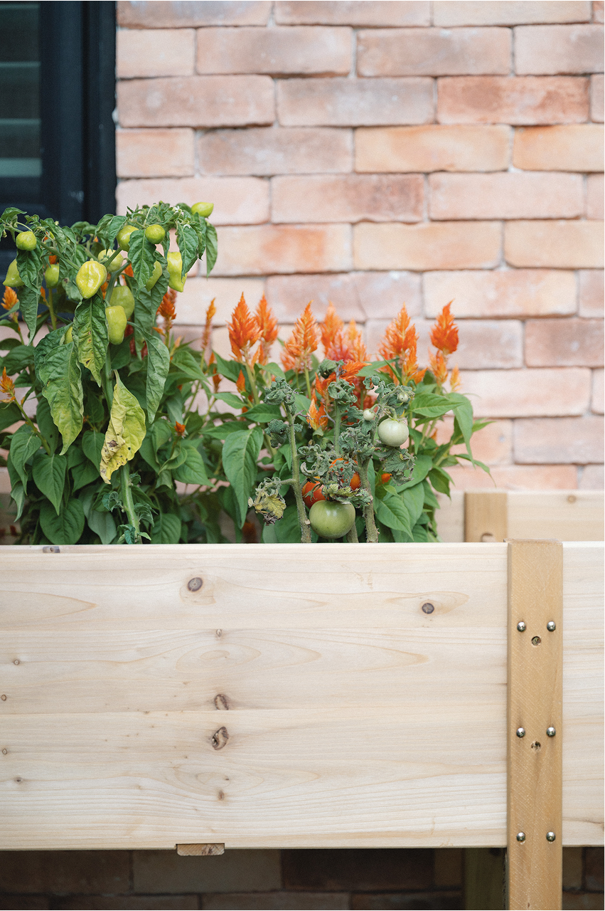 plants outside blue lake