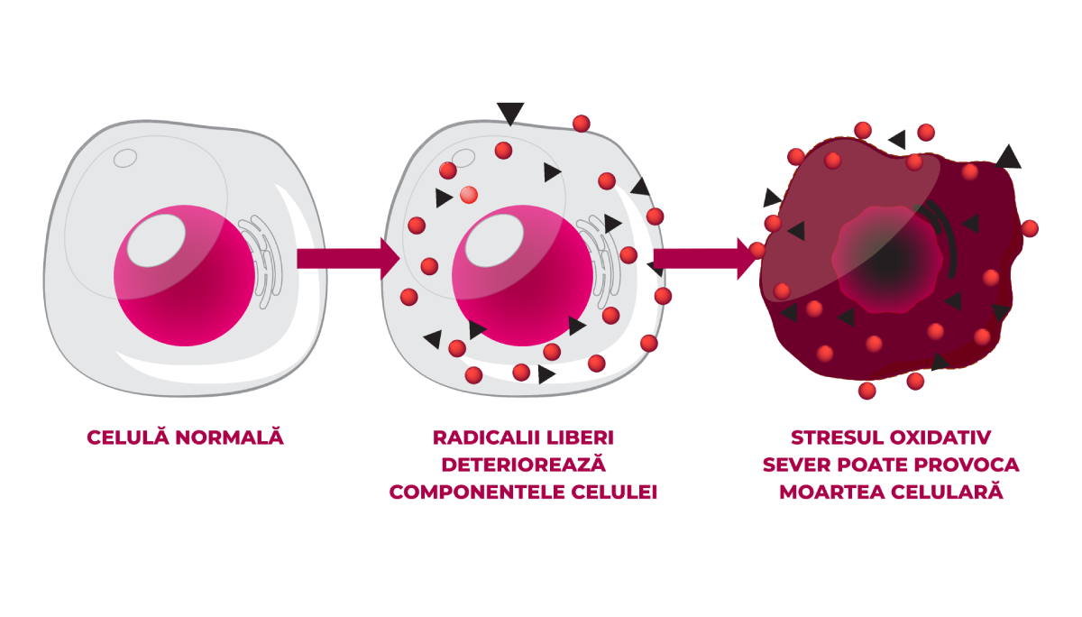 Ilustrația explică la nivel celular cum radicalii liberi deteriorează celula normală, iar stresul oxidativ sever poate cauza moartea celulară.