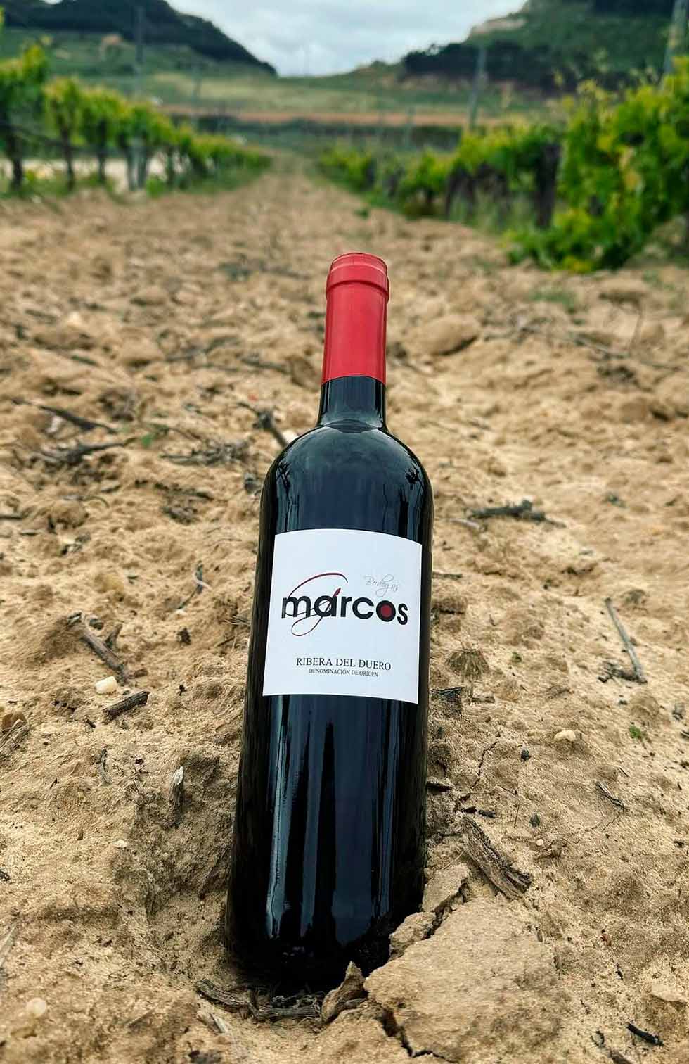 Vino en Viña