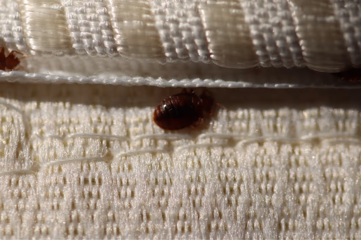 Punaises de lit, caché sous des draps