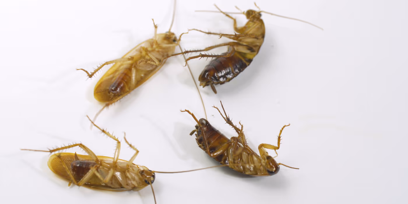 Gros plan sur plusieurs cafards morts allongés sur le dos sur une surface blanche, illustrant l’efficacité d’un traitement antiparasitaire