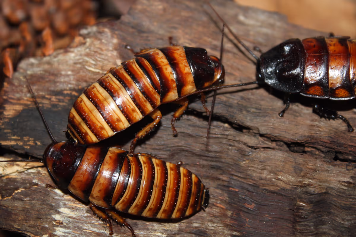 désinsectisation cafard bruxelles Fix Nuisible Infection