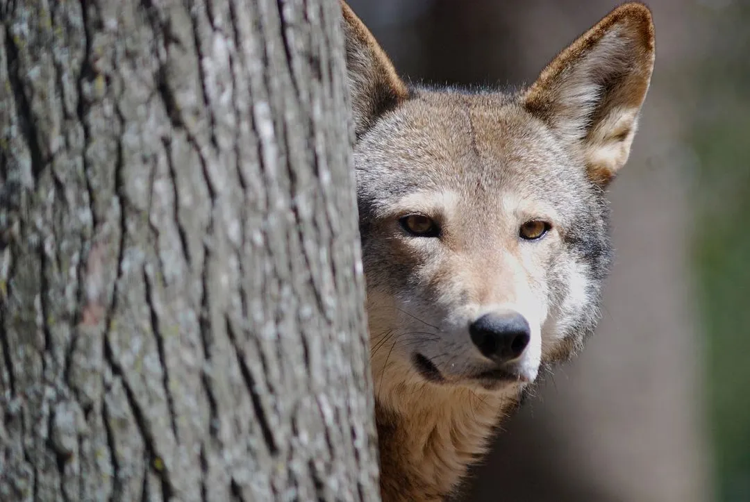 Endangered Red Wolf - Chattanooga - Reflection Riding