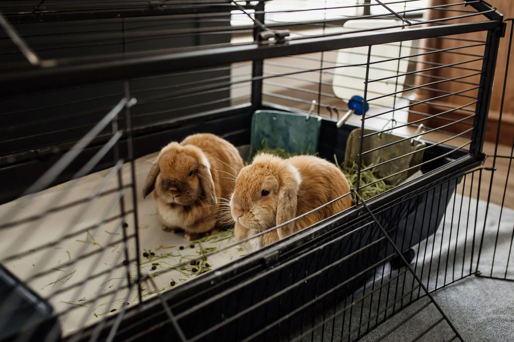 Boyd Buchannan High School - Chattanooga