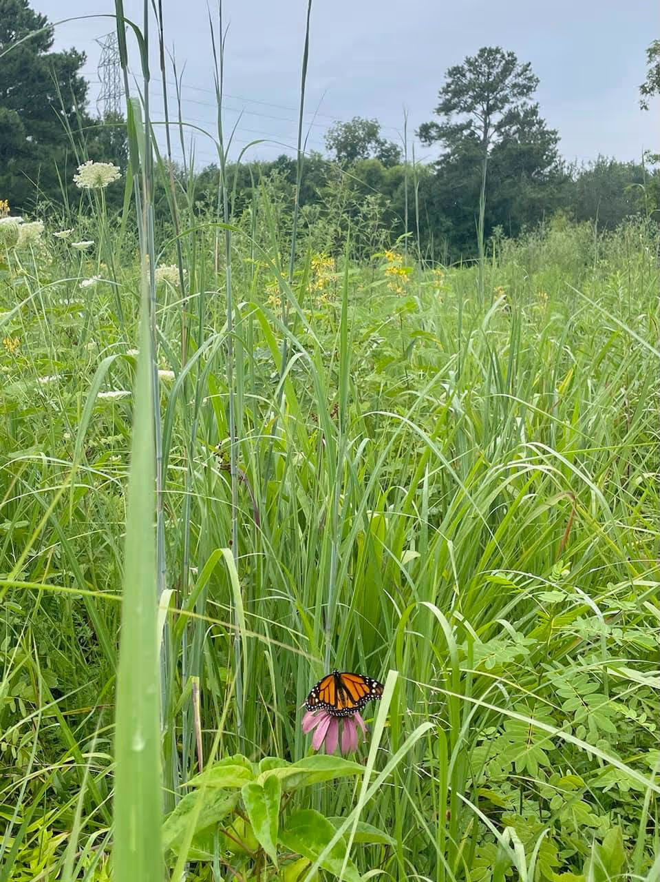 Heritage Park Meadow