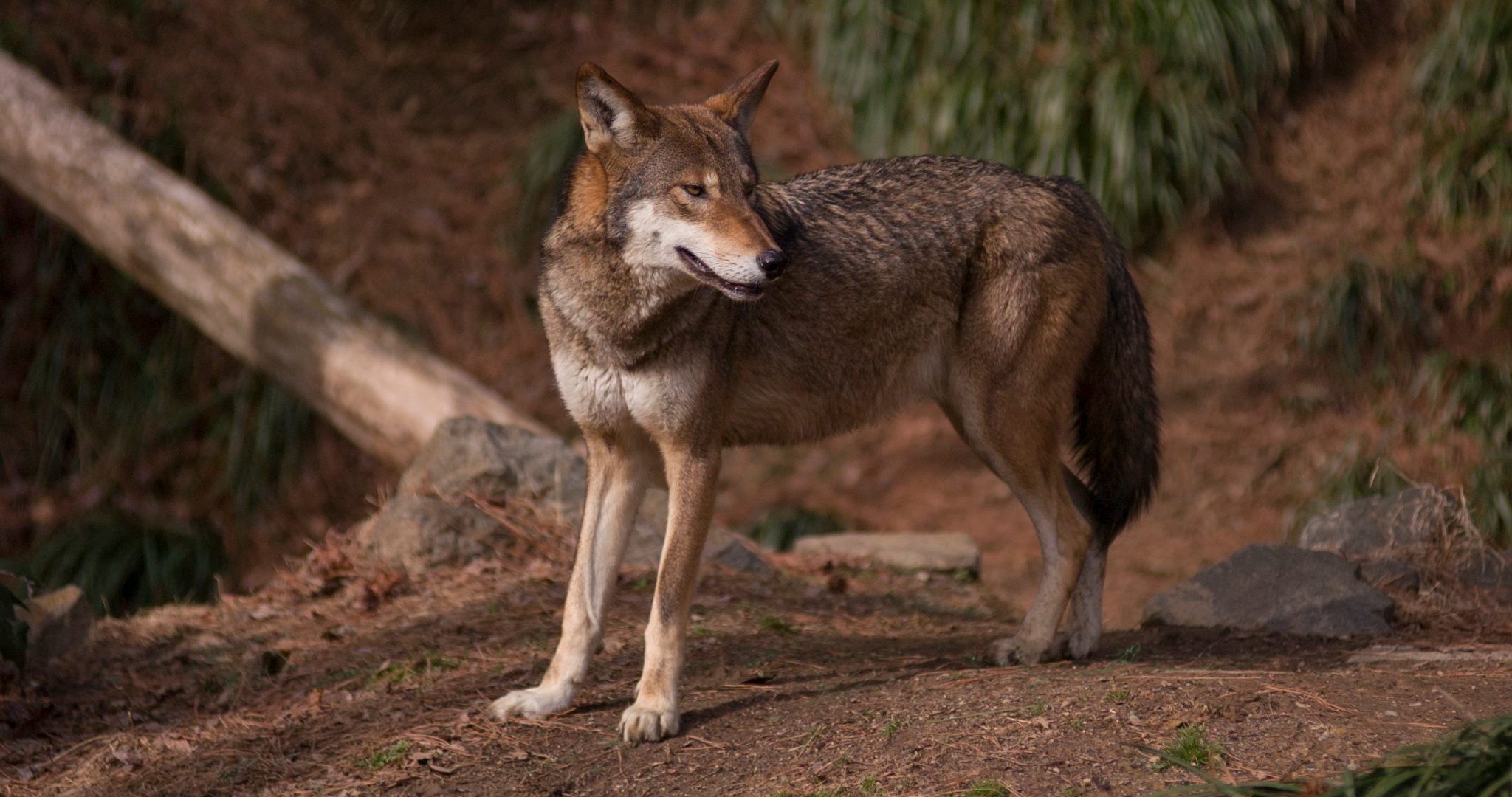 Red Wolf