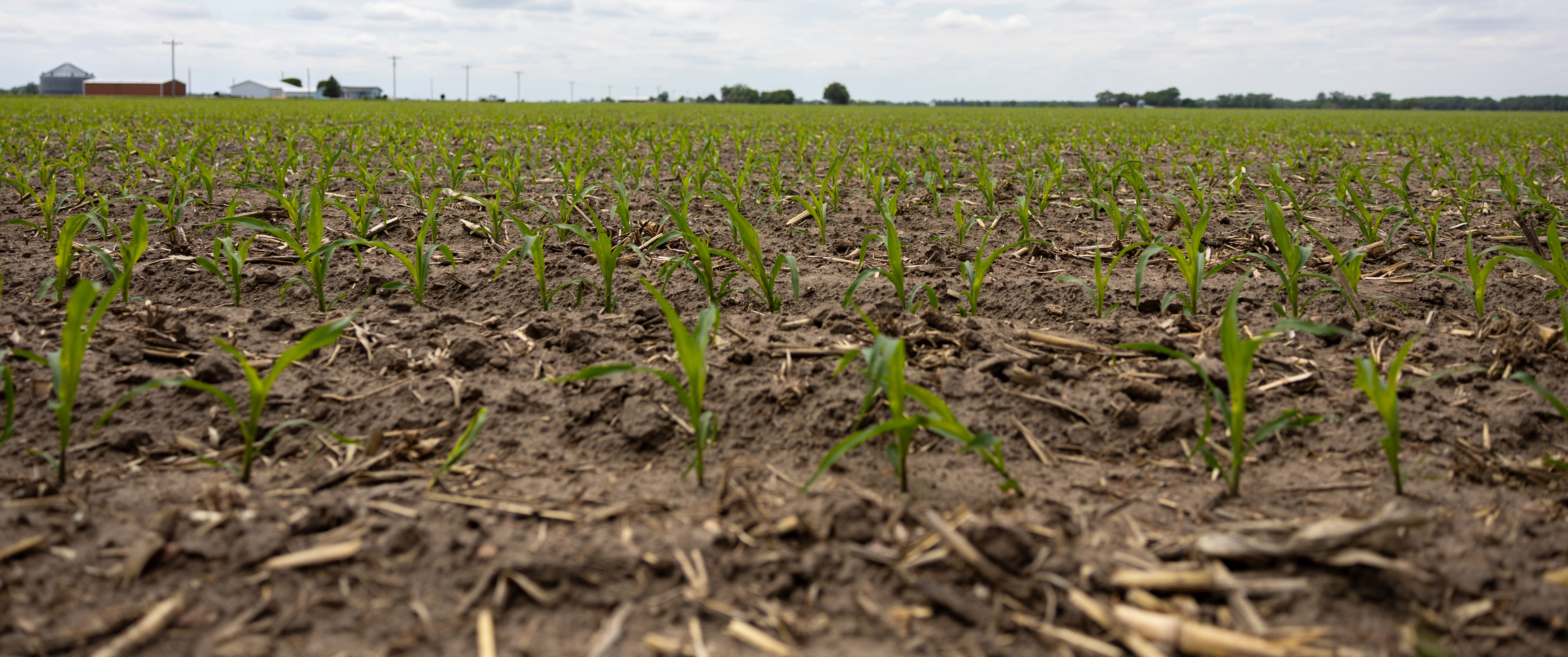 Drought Conditions Raise Tough Decisions for Nebraska Producers
