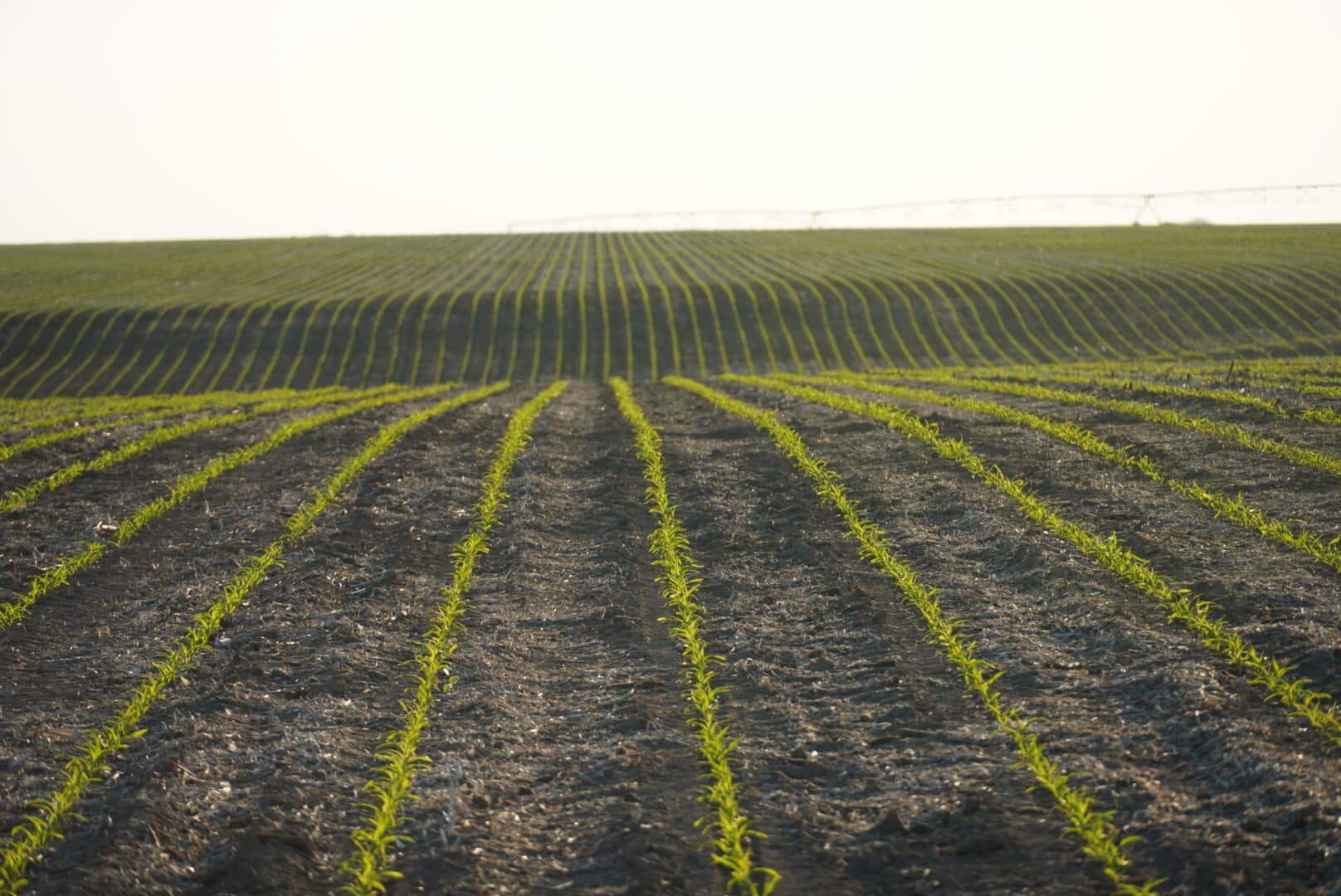 Cornhusker Farmers Plant Fewer Acres