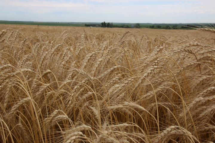 Battered Wheat Crop