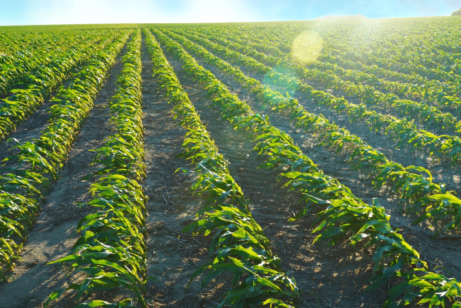 Executive Order: Advancing Regenerative Agriculture and Strengthening American Farm Resilience