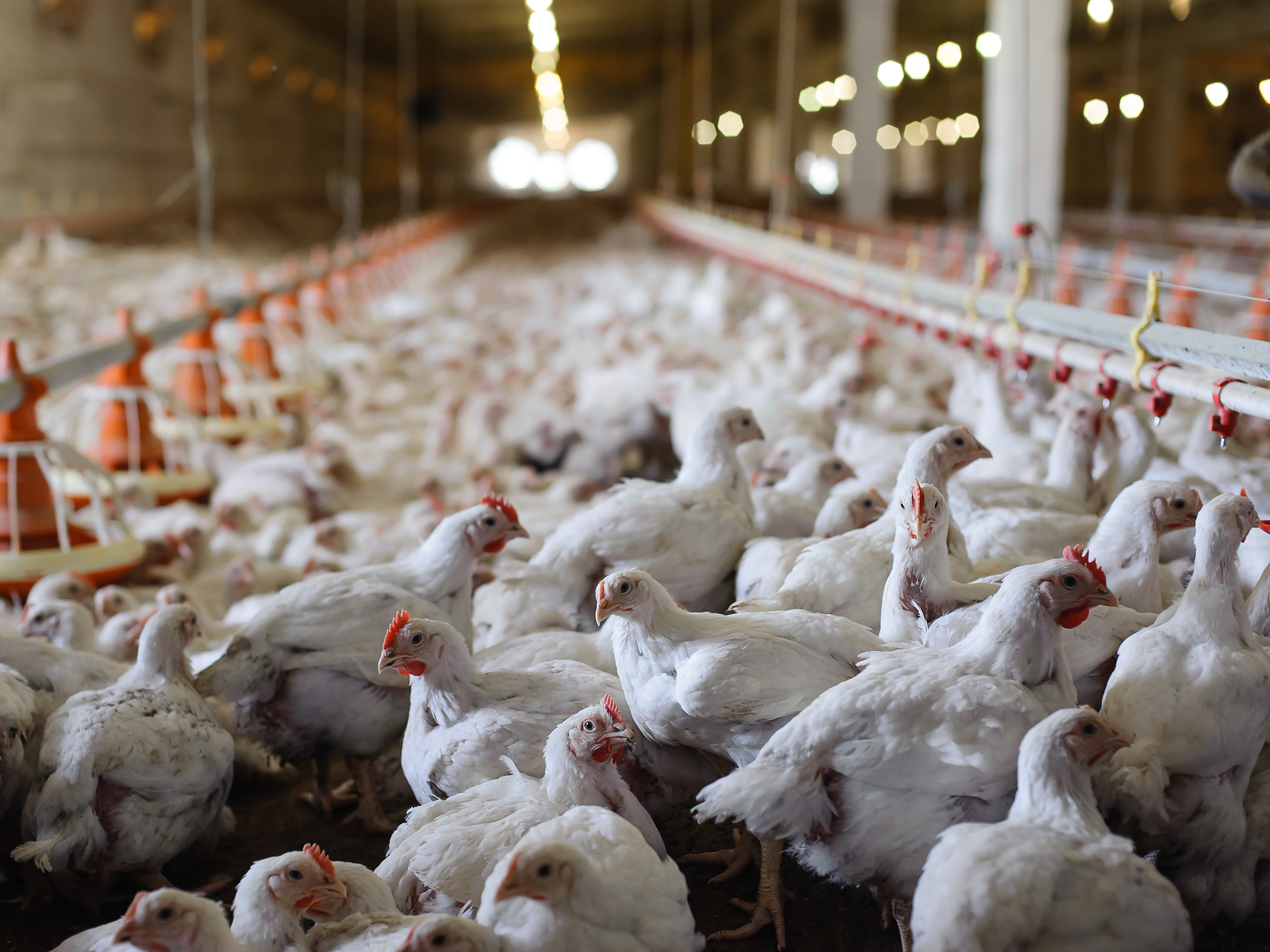 Agricultural Business Startup Incentives