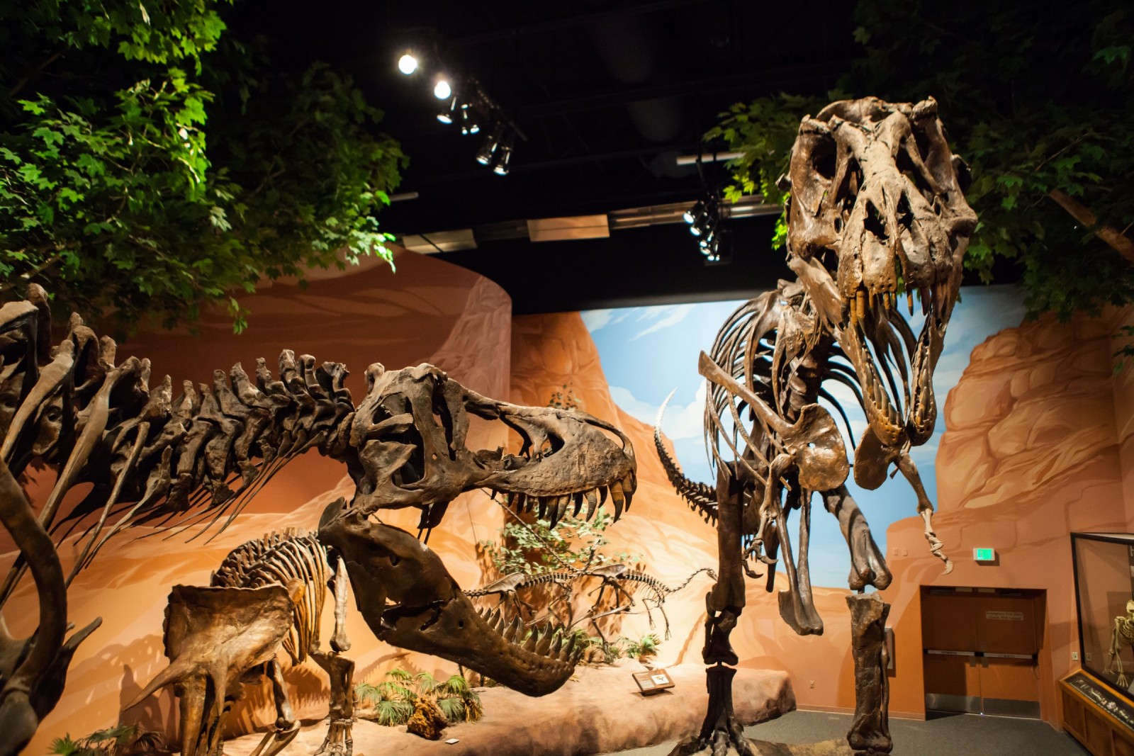 Museum of Ancient Life