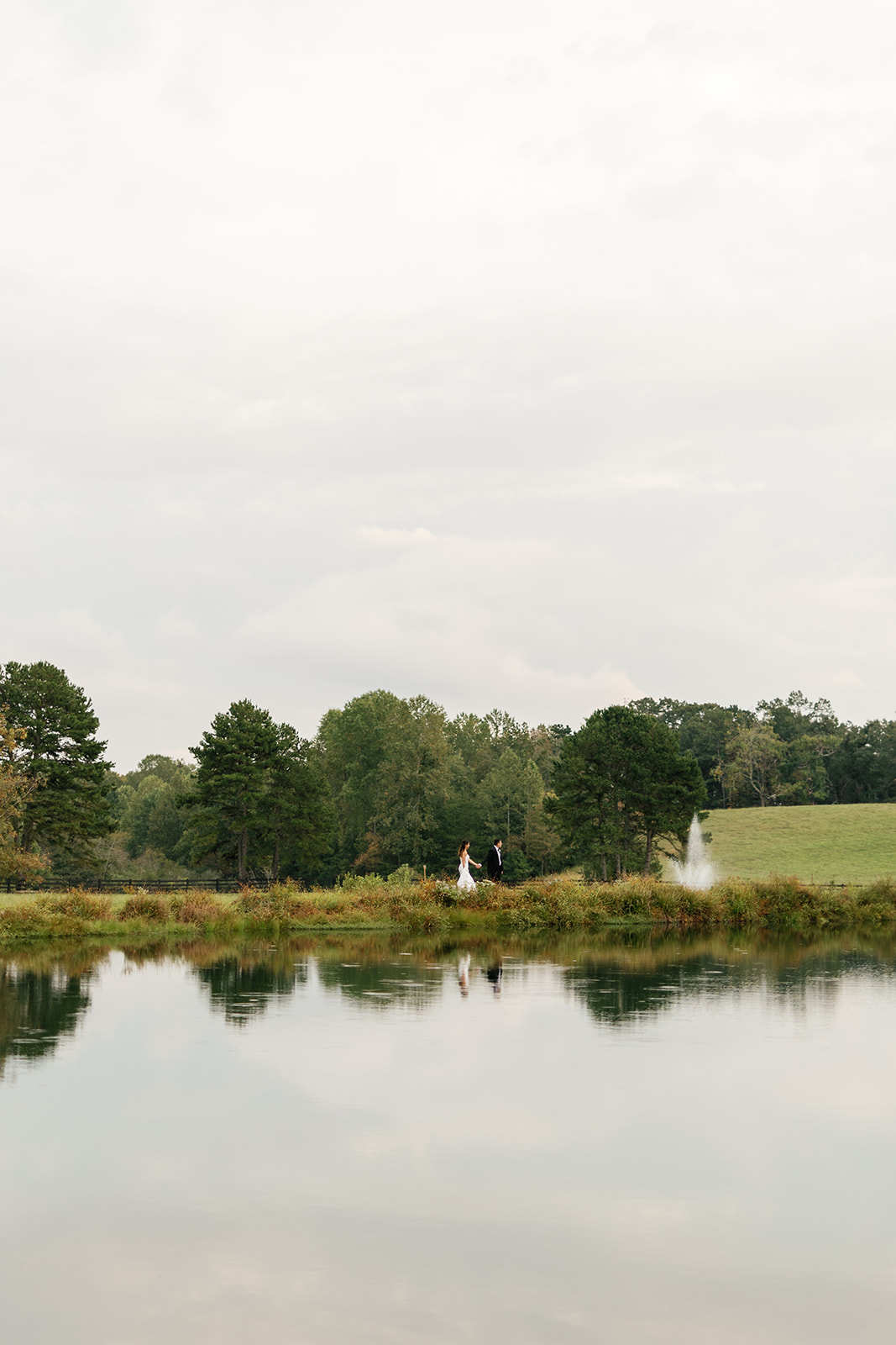 bison at the overlook