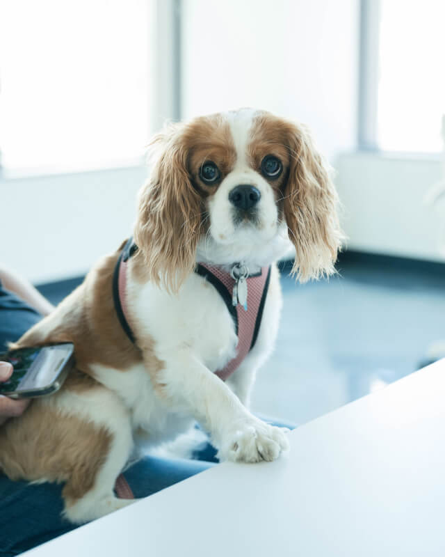 Small brown and white dog wearing a pink harness sitting with one paw on a white table.
