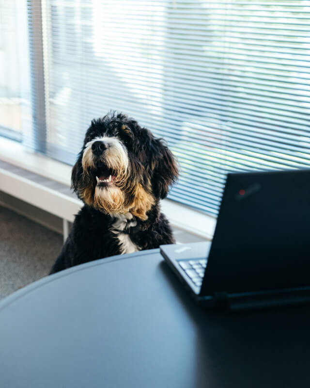 Black and brown dog sitting at a round table with a laptop in front of it by a window with blinds.