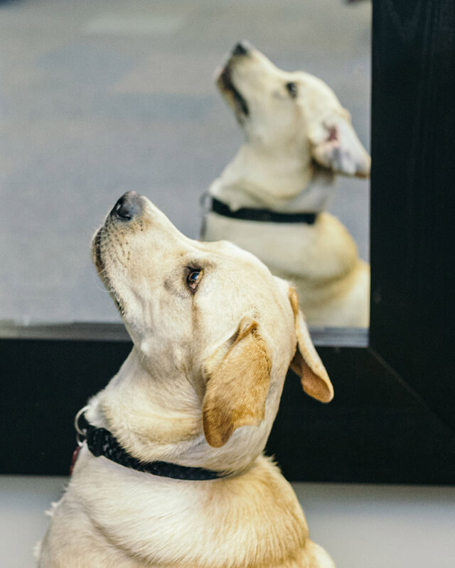 Yellow Labrador retriever looking up with its reflection visible in a mirror behind it.