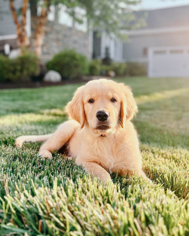 Golden retriever puppy lying on green grass in a sunlit backyard.