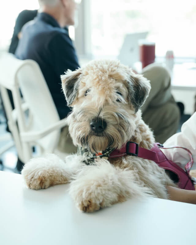 Fluffy tan dog with a pink harness resting its front paws on a white table.