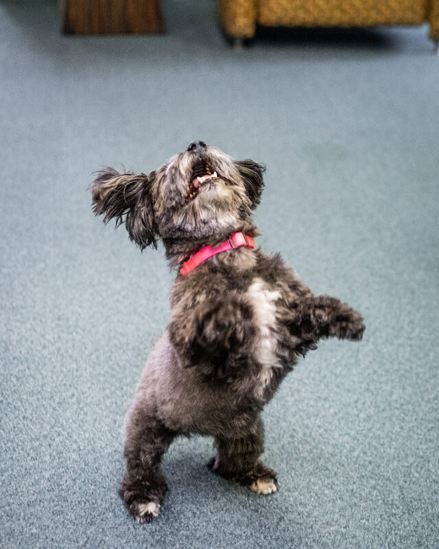 Small fluffy gray dog with a red collar standing on its hind legs.