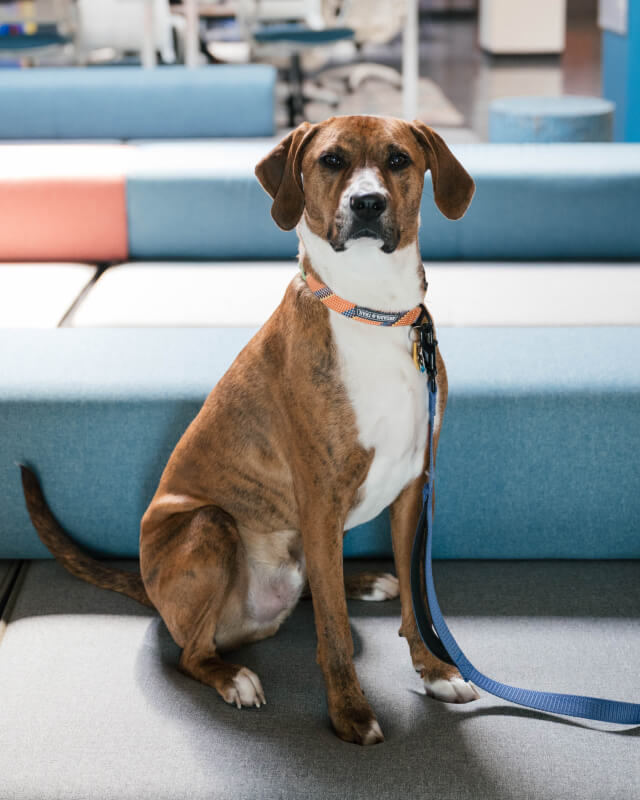 Brown and white dog sitting on a couch with a blue leash attached to its collar.