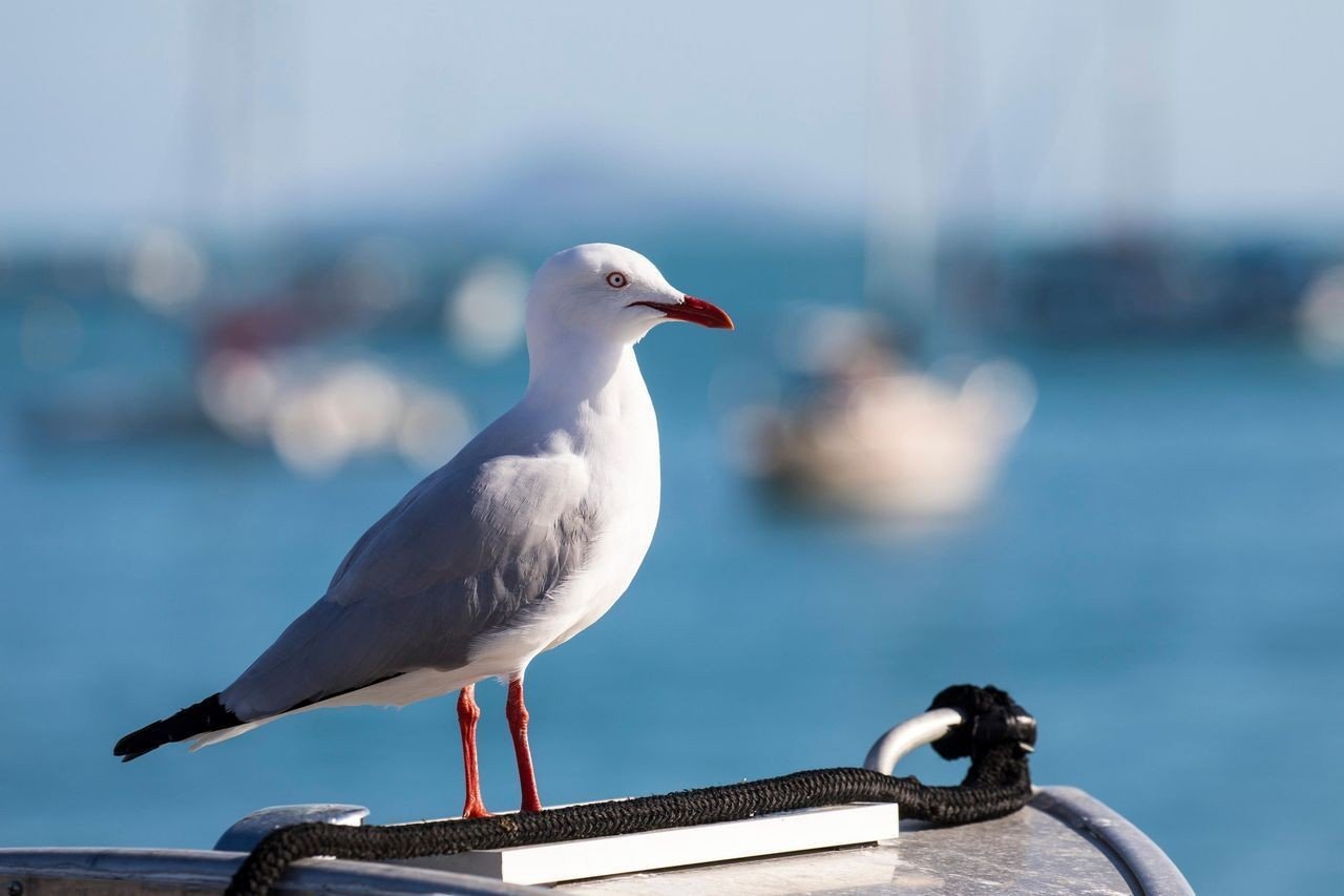 Seagull on the lookout for breeze - Photo: Andrea Francolini|A bid's eye view of the weather - Photo: Andrea Francolini|Glass-out at Airlie Beach - Photo: Andrea Francolini