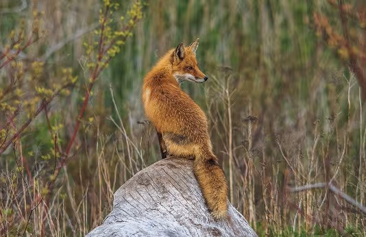 A red fox sitting on a large log in a natural setting, surrounded by tall grasses and small shrubs. The fox is looking to the side, showcasing its bushy tail and reddish fur.