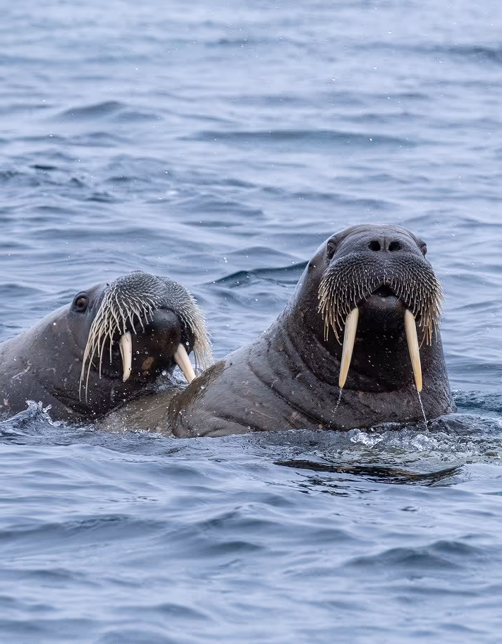 Two walruses swimming in open water, with visible tusks and whiskers, creating ripples on the surface.
