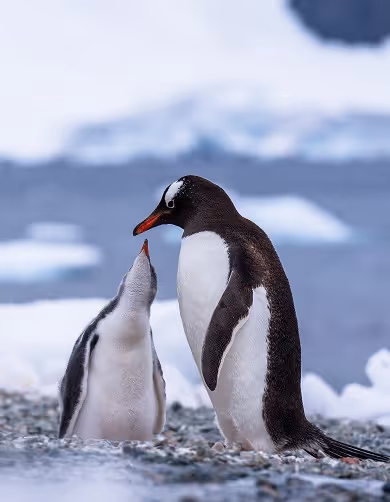 A juvenile penguin looking up at an adult penguin in a snowy landscape with distant icebergs in the background.