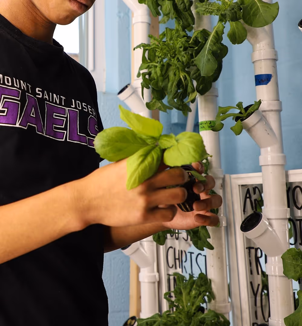 A person wearing a black shirt with purple text is holding a small plant with large green leaves. In the background, hydroponic plants are growing in a vertical garden setup.