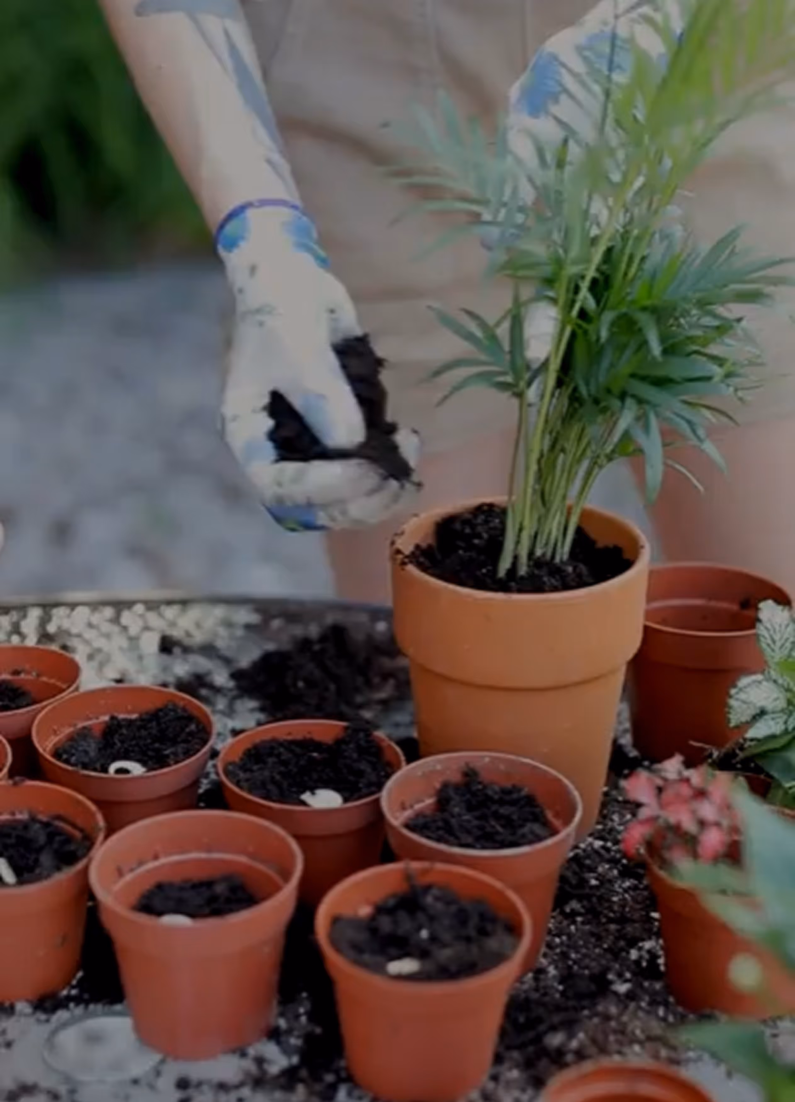 A person with tattooed arms is potting a plant into a terracotta pot, while several other smaller pots filled with soil are arranged on a table nearby.