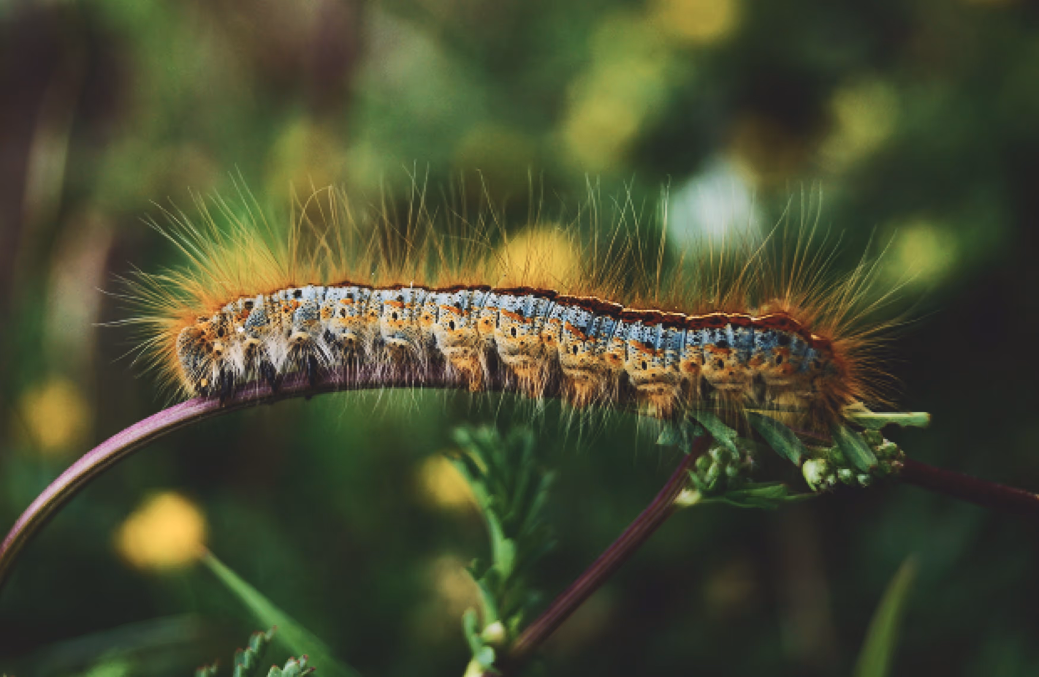 A close-up of a hairy caterpillar with blue and orange coloring, perched on a green stem amidst blurred yellow flowers in the background.