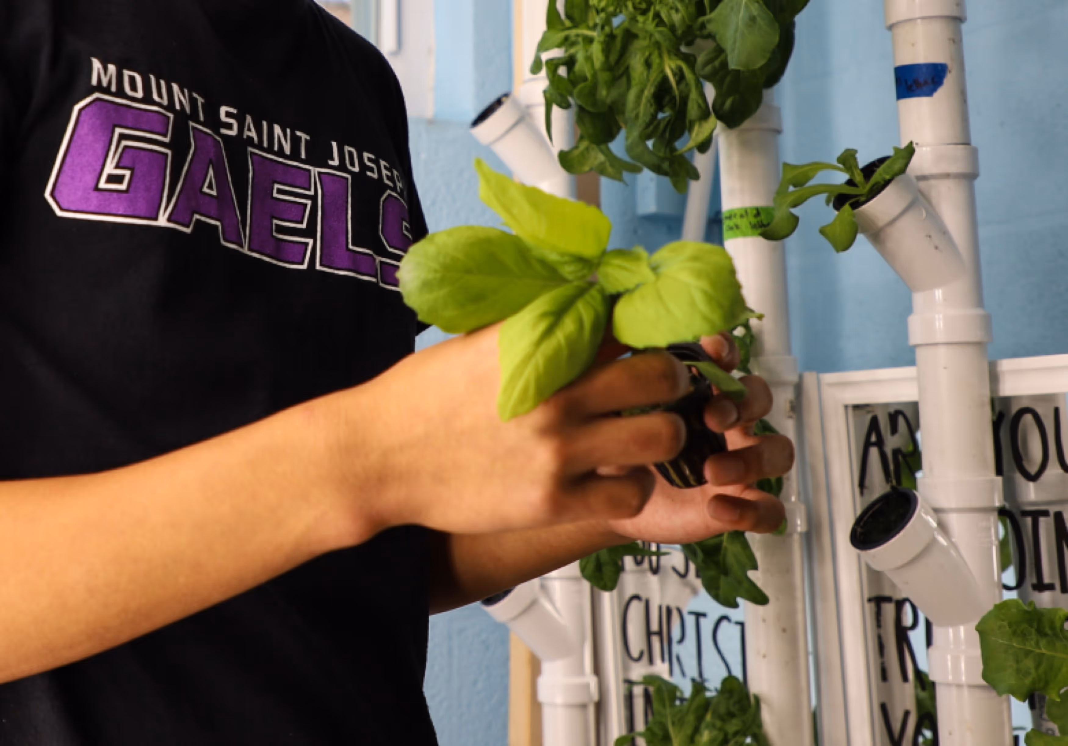 A person holding a green plant with both hands, wearing a black t-shirt with the words "Mount Saint Joseph Gaels" in purple text. The background features a vertical garden with various plants.