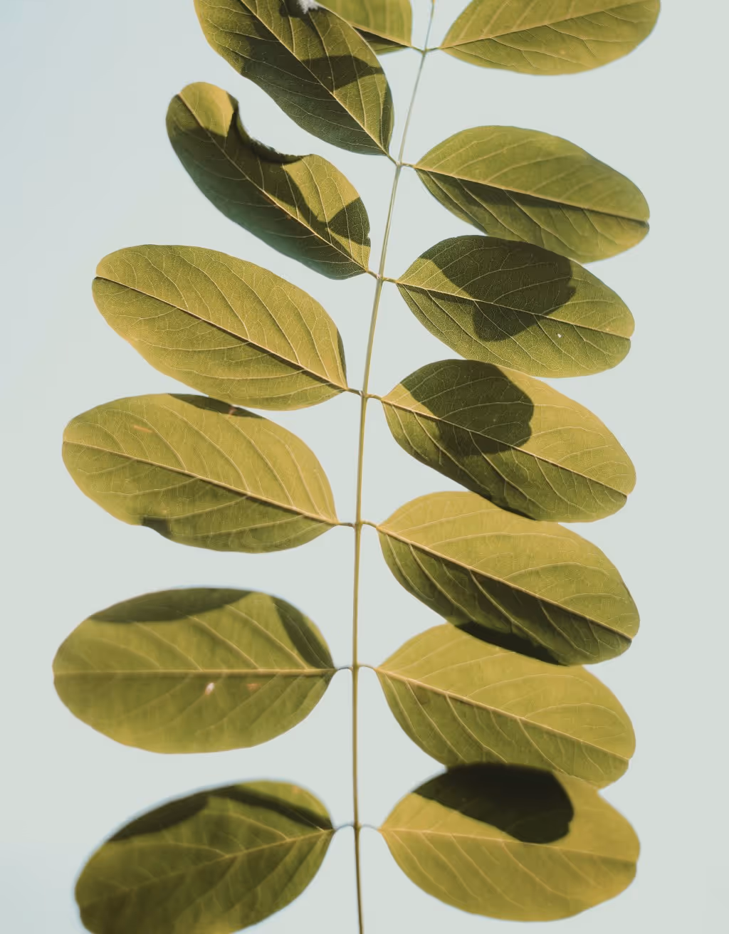 A close-up of a green leaf branch with multiple elongated, oval leaves arranged symmetrically. The light highlights the leaf texture and creates soft shadows against a light background.